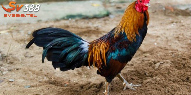 Phương pháp và mẹo nuôi dễ dàng