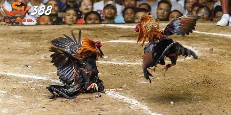 Ưu điểm chọi gà Campuchia