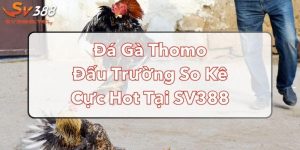 Đá Gà Thomo