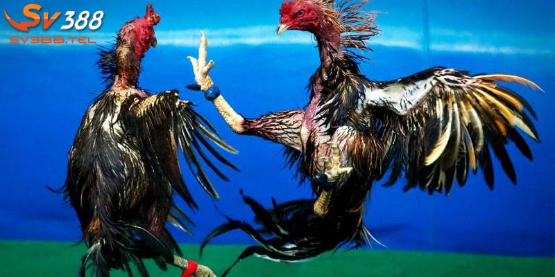 Trường hợp đặc biệt trong khi đá gà
